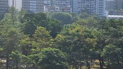 Blk 423 Pasir Ris Drive 6 (Pasir Ris), HDB 4 Rooms #610471421
